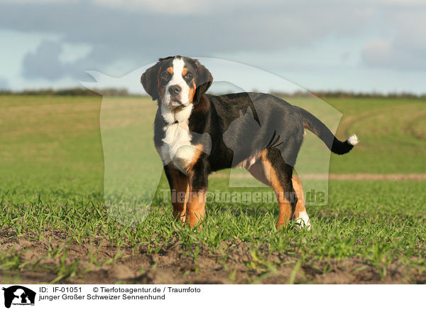 junger Groer Schweizer Sennenhund / young greater swiss mountain dog / IF-01051