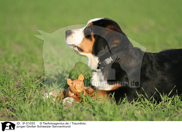 junger Groer Schweizer Sennenhund / young greater swiss mountain dog / IF-01055