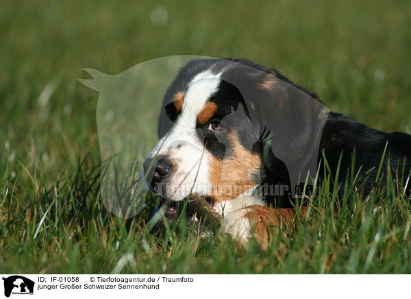 junger Groer Schweizer Sennenhund / young greater swiss mountain dog / IF-01058