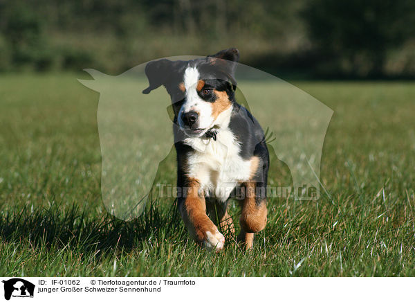 junger Groer Schweizer Sennenhund / young greater swiss mountain dog / IF-01062