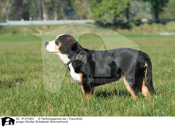 junger Groer Schweizer Sennenhund / young greater swiss mountain dog / IF-01063
