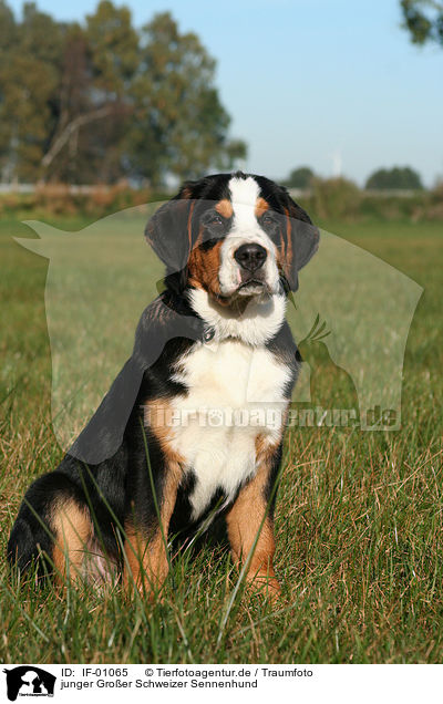 junger Groer Schweizer Sennenhund / young greater swiss mountain dog / IF-01065