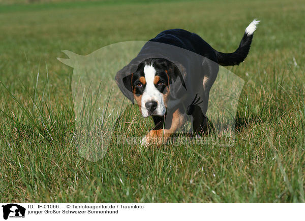 junger Groer Schweizer Sennenhund / young greater swiss mountain dog / IF-01066