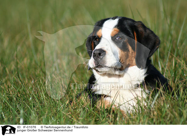 junger Groer Schweizer Sennenhund / young greater swiss mountain dog / IF-01076