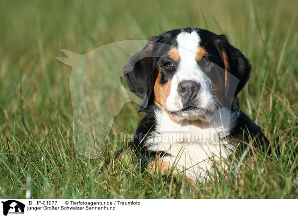 junger Groer Schweizer Sennenhund / young greater swiss mountain dog / IF-01077
