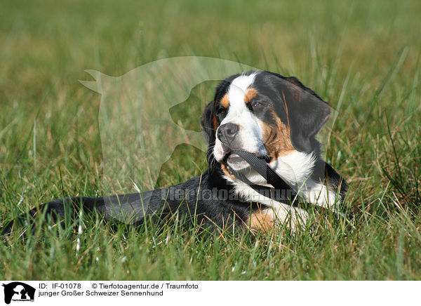 junger Groer Schweizer Sennenhund / young greater swiss mountain dog / IF-01078