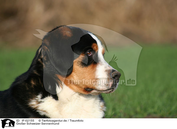 Groer Schweizer Sennenhund / greater Swiss mountain dog / IF-02155
