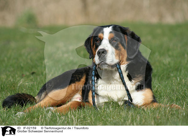 Groer Schweizer Sennenhund / greater Swiss mountain dog / IF-02159