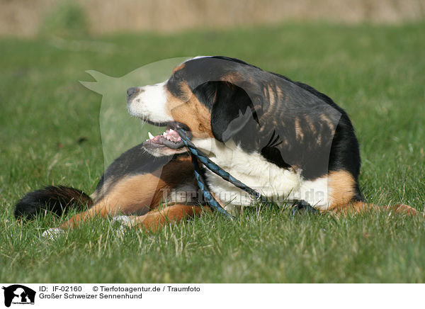 Groer Schweizer Sennenhund / greater Swiss mountain dog / IF-02160