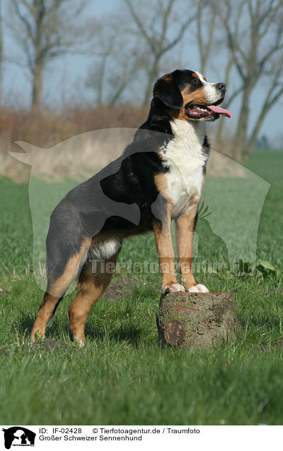 Groer Schweizer Sennenhund / greater Swiss mountain dog / IF-02428