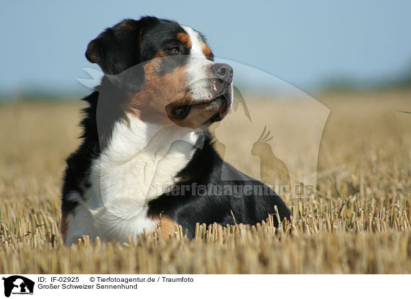 Groer Schweizer Sennenhund / Greater Swiss Mountain Dog / IF-02925