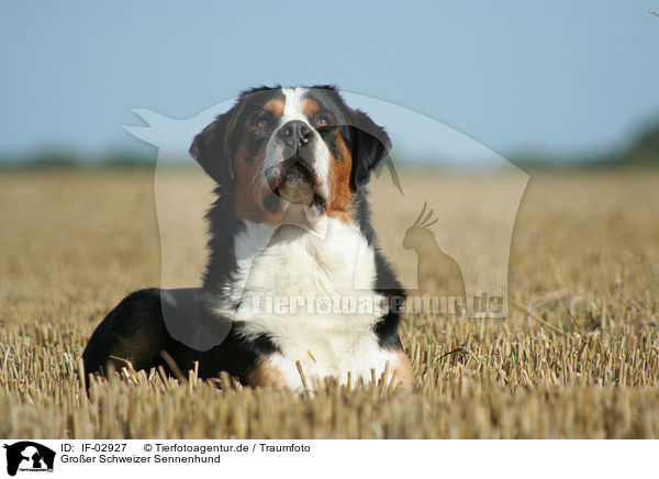 Groer Schweizer Sennenhund / Greater Swiss Mountain Dog / IF-02927