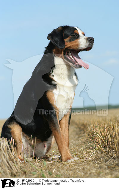 Groer Schweizer Sennenhund / Greater Swiss Mountain Dog / IF-02930