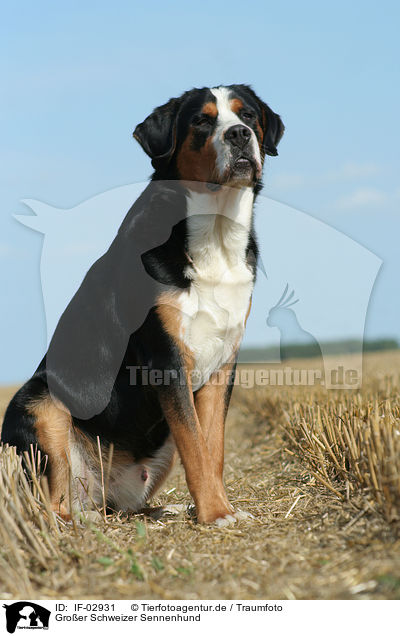 Groer Schweizer Sennenhund / Greater Swiss Mountain Dog / IF-02931