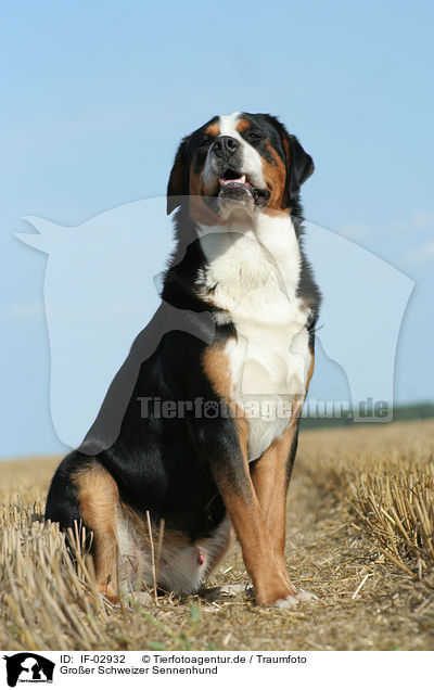 Groer Schweizer Sennenhund / Greater Swiss Mountain Dog / IF-02932