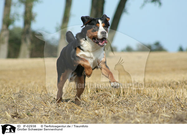 Groer Schweizer Sennenhund / Greater Swiss Mountain Dog / IF-02938