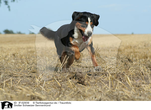 Groer Schweizer Sennenhund / Greater Swiss Mountain Dog / IF-02939