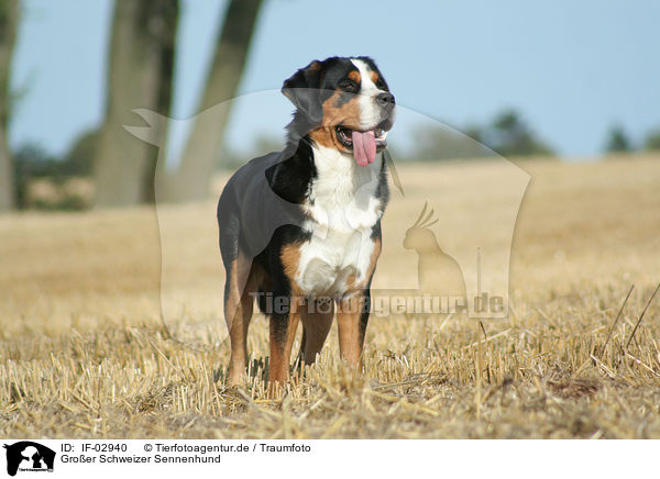 Groer Schweizer Sennenhund / Greater Swiss Mountain Dog / IF-02940
