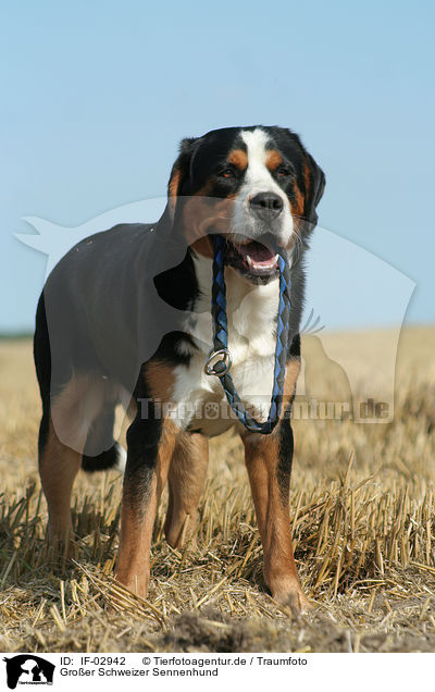 Groer Schweizer Sennenhund / Greater Swiss Mountain Dog / IF-02942