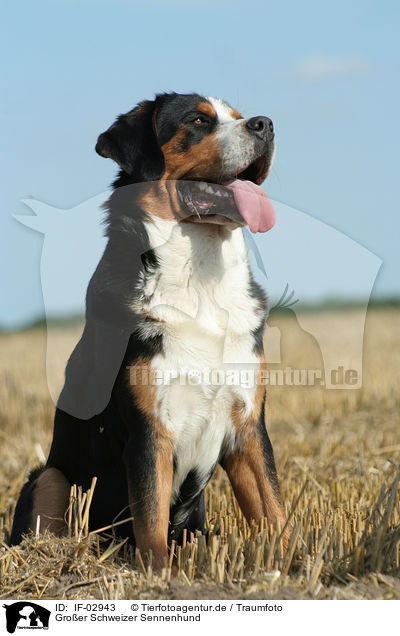 Groer Schweizer Sennenhund / Greater Swiss Mountain Dog / IF-02943