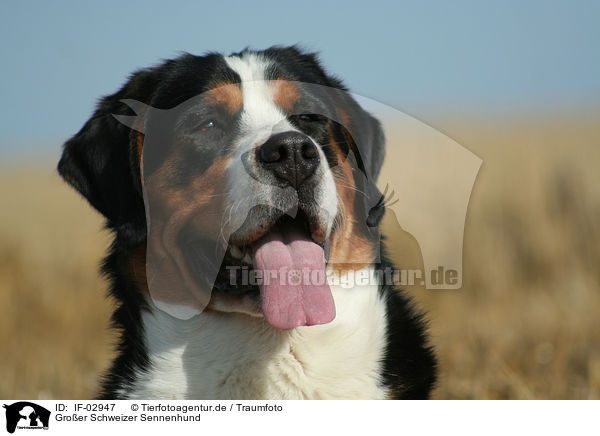 Groer Schweizer Sennenhund / Greater Swiss Mountain Dog / IF-02947