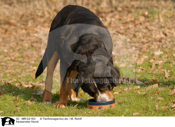 fressender Hund / eating dog / MR-02183