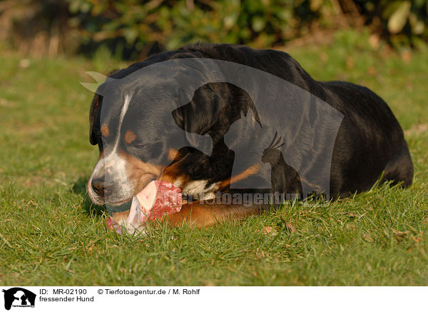 fressender Hund / eating dog / MR-02190