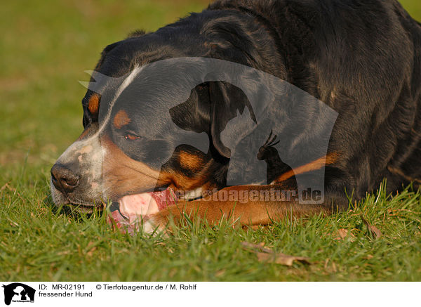 fressender Hund / eating dog / MR-02191