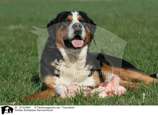 Groer Schweizer Sennenhund / Great Swiss Mountain Dog / IF-03984