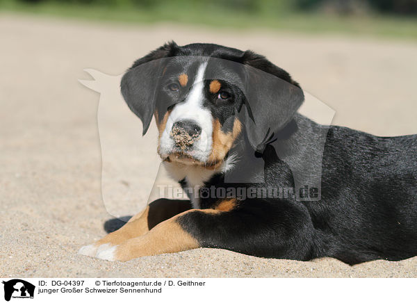 junger Groer Schweizer Sennenhund / young Great Swiss Mountain Dog / DG-04397