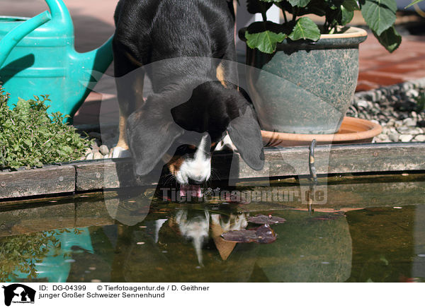 junger Groer Schweizer Sennenhund / young Great Swiss Mountain Dog / DG-04399