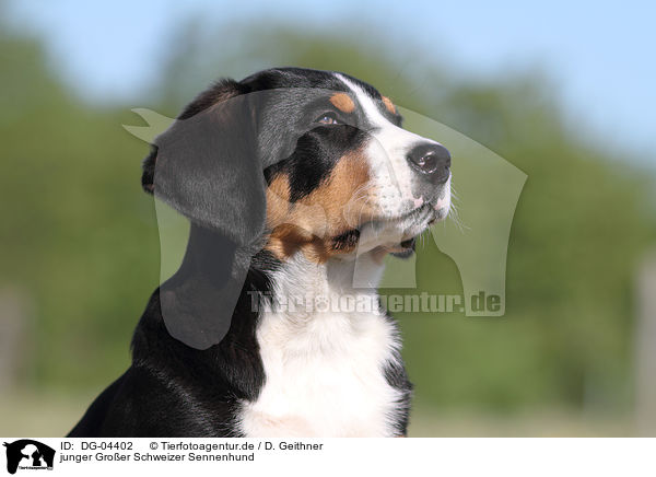 junger Groer Schweizer Sennenhund / young Great Swiss Mountain Dog / DG-04402
