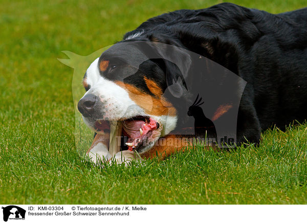 fressender Groer Schweizer Sennenhund / eating Great Swiss Mountain Dog / KMI-03304