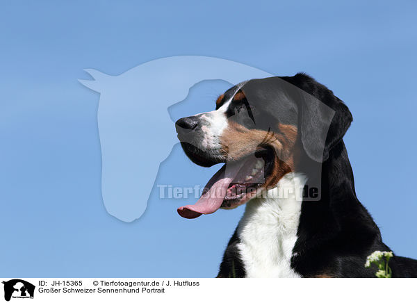 Groer Schweizer Sennenhund Portrait / Great Swiss Mountain Dog Portrait / JH-15365