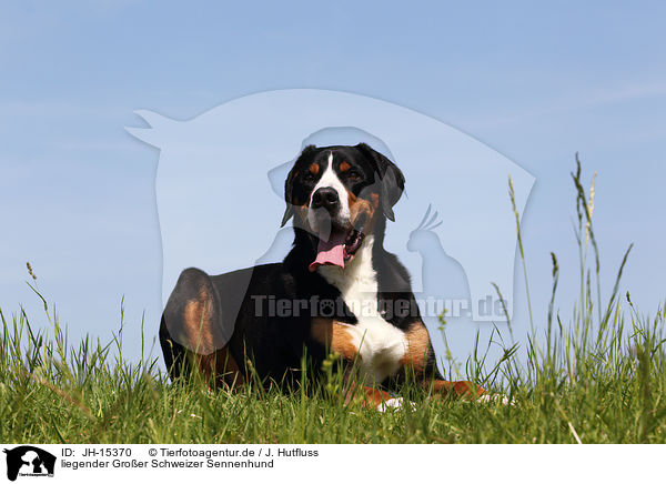 liegender Groer Schweizer Sennenhund / lying Great Swiss Mountain Dog / JH-15370