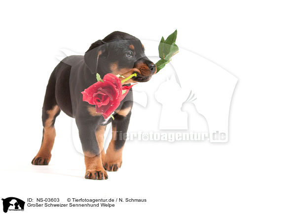 Groer Schweizer Sennenhund Welpe / NS-03603