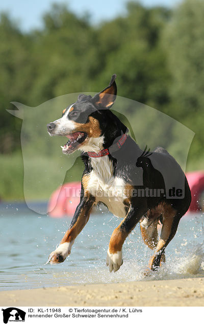 rennender Groer Schweizer Sennenhund / running Great Swiss Mountain Dog / KL-11948