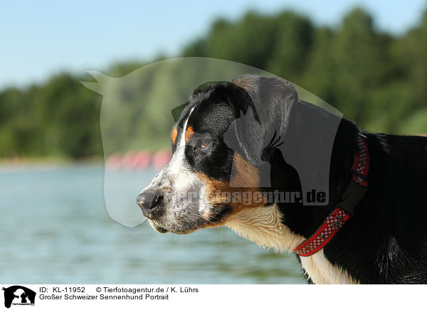 Groer Schweizer Sennenhund Portrait / Great Swiss Mountain Dog Portrait / KL-11952