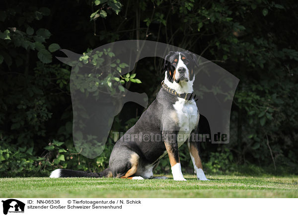 sitzender Groer Schweizer Sennenhund / sitting Great Swiss Mountain Dog / NN-06536