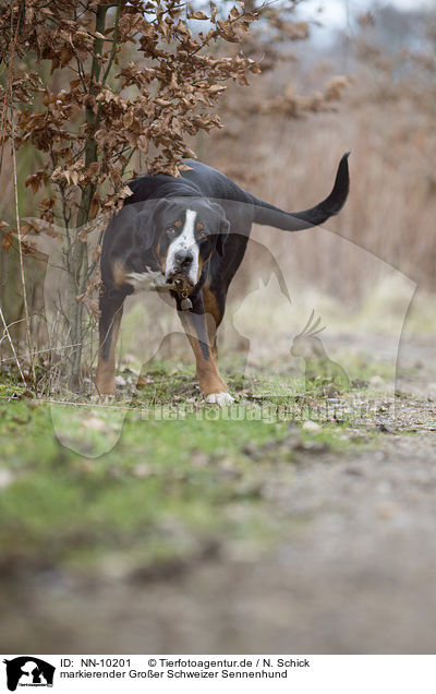 markierender Groer Schweizer Sennenhund / urinating Greater Swiss Mountain Dog / NN-10201