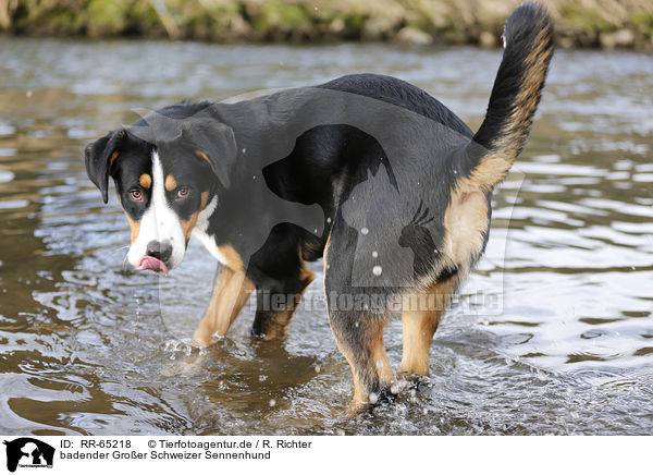 badender Groer Schweizer Sennenhund / bathing Greater Swiss Mountain Dog / RR-65218