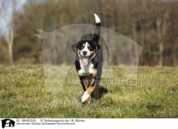 rennender Groer Schweizer Sennenhund / running Greater Swiss Mountain Dog / RR-65229
