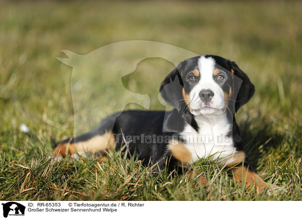 Groer Schweizer Sennenhund Welpe / RR-65353