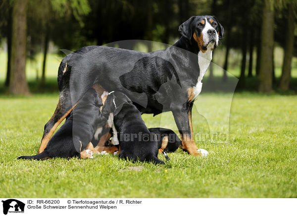 Groe Schweizer Sennenhund Welpen / Greater Swiss Mountain Dog Puppies / RR-66200