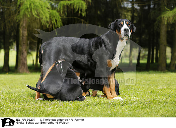 Groe Schweizer Sennenhund Welpen / Greater Swiss Mountain Dog Puppies / RR-66201
