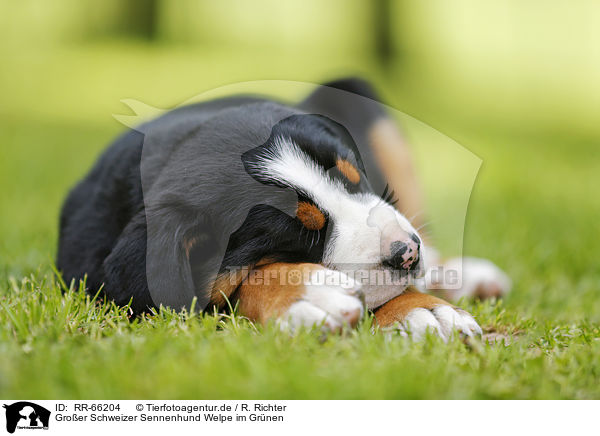 Groer Schweizer Sennenhund Welpe im Grnen / Greater Swiss Mountain Dog Puppy in the countryside / RR-66204