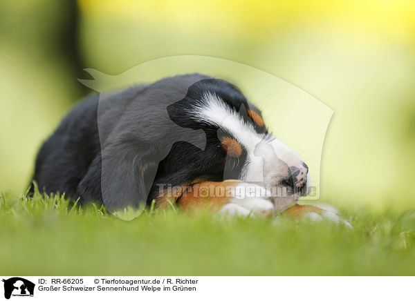 Groer Schweizer Sennenhund Welpe im Grnen / Greater Swiss Mountain Dog Puppy in the countryside / RR-66205