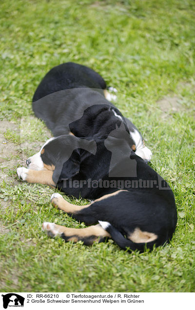 2 Groe Schweizer Sennenhund Welpen im Grnen / 2 Greater Swiss Mountain Dog Puppies in the countryside / RR-66210