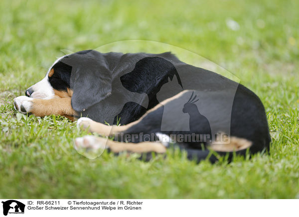 Groer Schweizer Sennenhund Welpe im Grnen / Greater Swiss Mountain Dog Puppy in the countryside / RR-66211