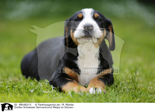 Groer Schweizer Sennenhund Welpe im Grnen / Greater Swiss Mountain Dog Puppy in the countryside / RR-66213
